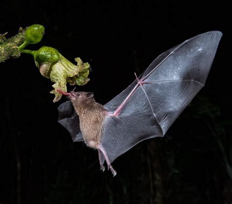 Pallas's Long-tongued Bat