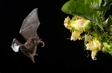 Pallas's Long-tongued Bat