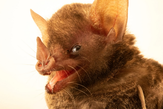 Pallas's Long-tongued Bat