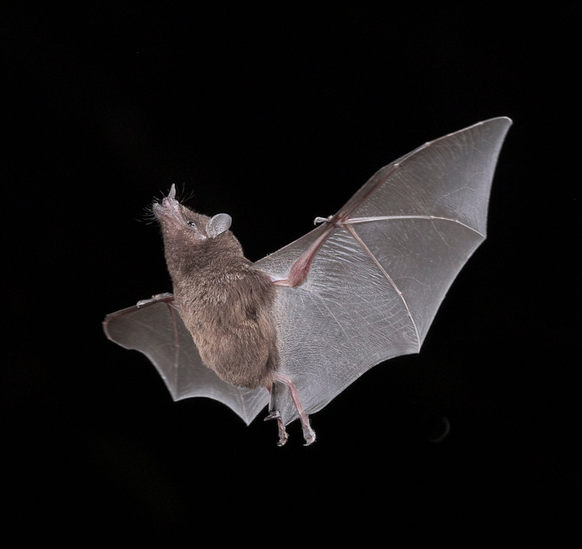Pallas's Long-tongued Bat