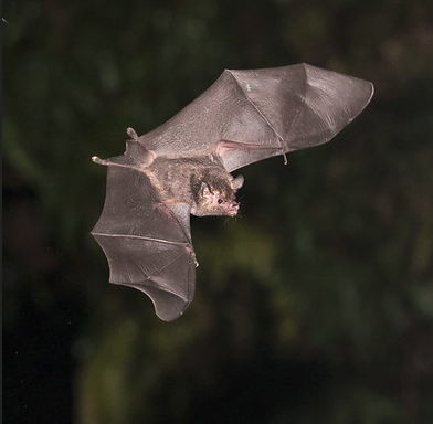Pallas's Long-tongued Bat