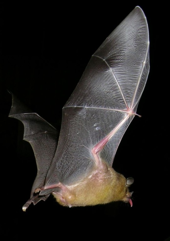 Pallas's Long-tongued Bat