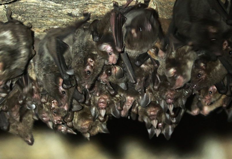 Pallas's Long-tongued Bat