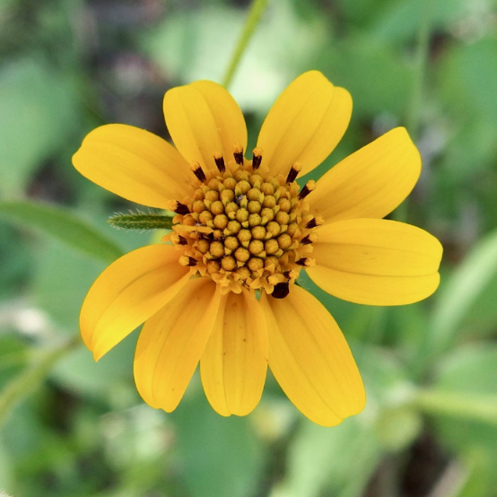Plateau Goldeneye flowers