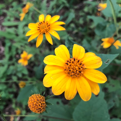Plateau Goldeneye flowers
