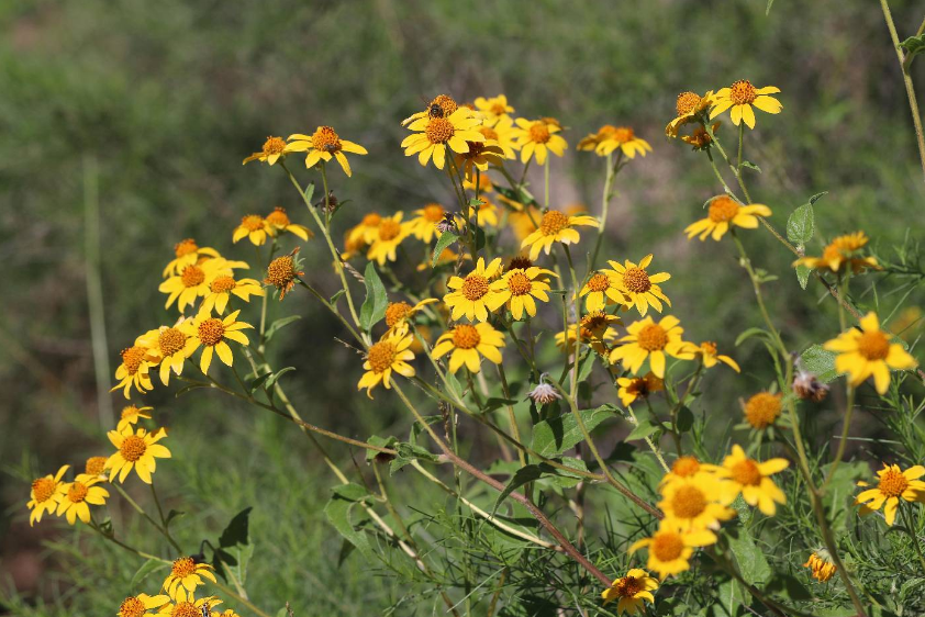 Plateau Goldeneye flowers