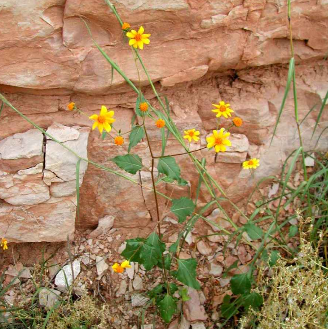 Plateau Goldeneye flowers