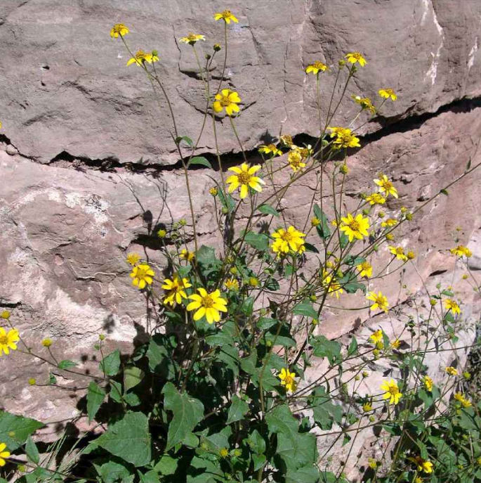 Plateau Goldeneye flowers