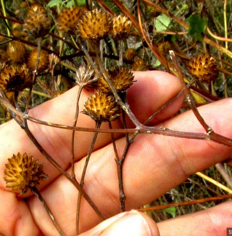 Plateau Goldeneye fruit