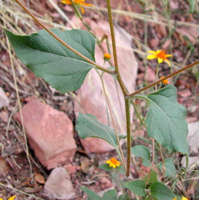 Plateau Goldeneye leaves