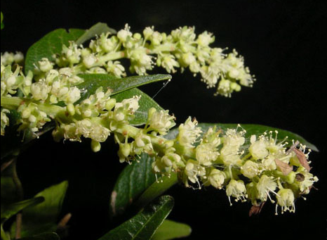 Kanchunup flowers
