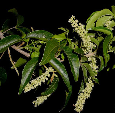 Kanchunup flowers