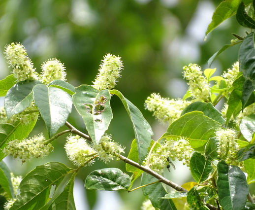 Kanchunup flowers