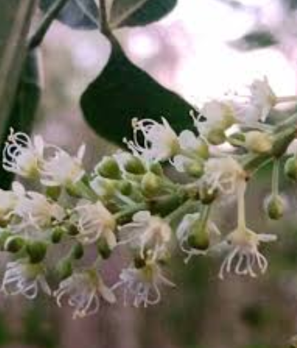 Kanchunup flowers