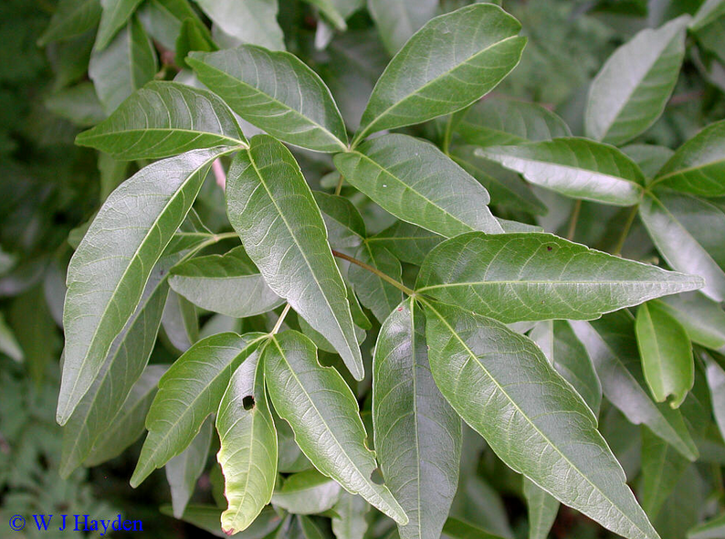 Kanchunup leaves